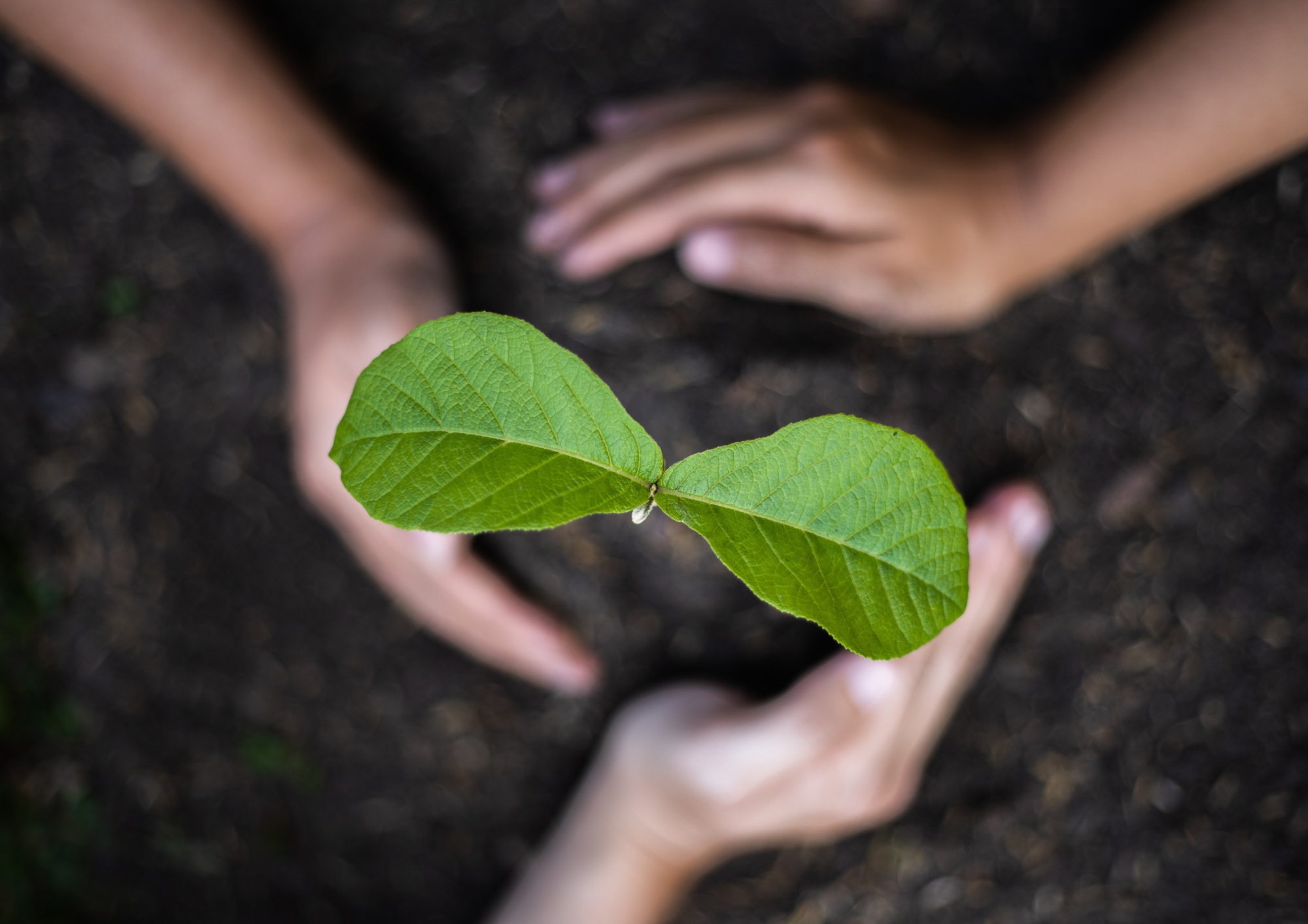 Ein Baum als Zeichen der Liebe